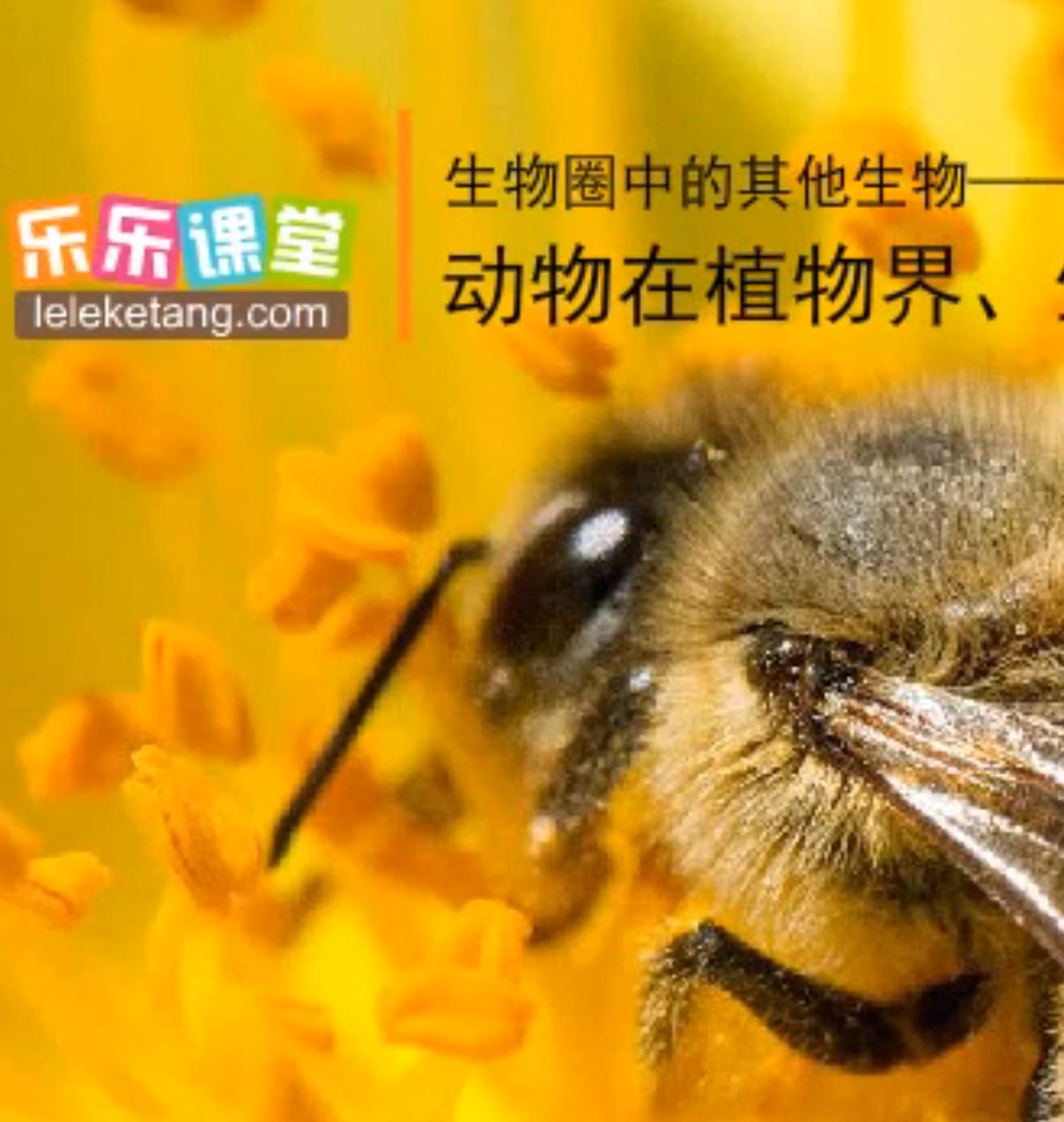 小学乐乐课堂 自然历史地理百科