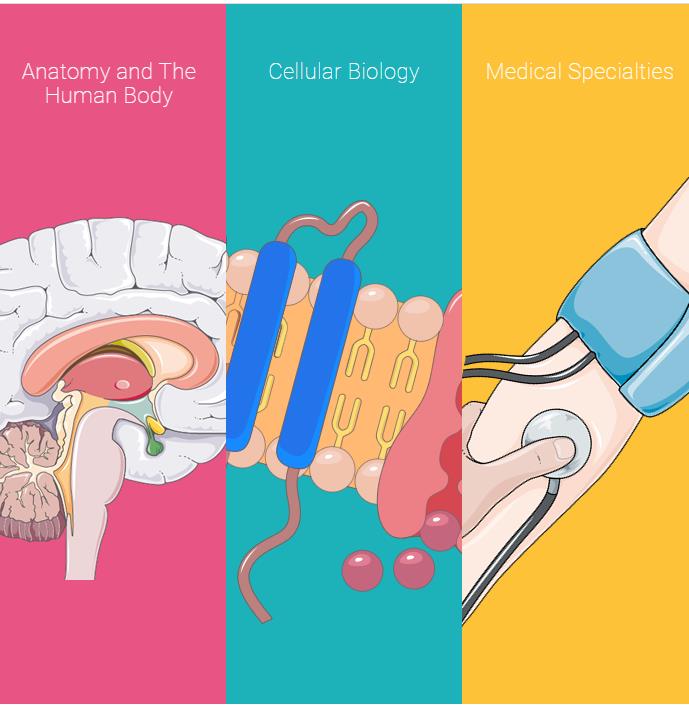 Medical Art  3000份医疗图