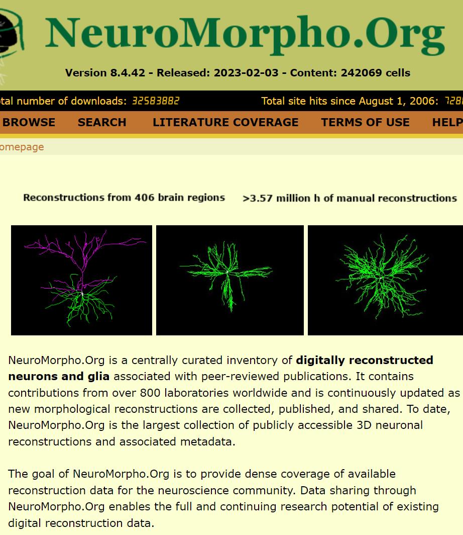 neuromorpho 数字重构神经元